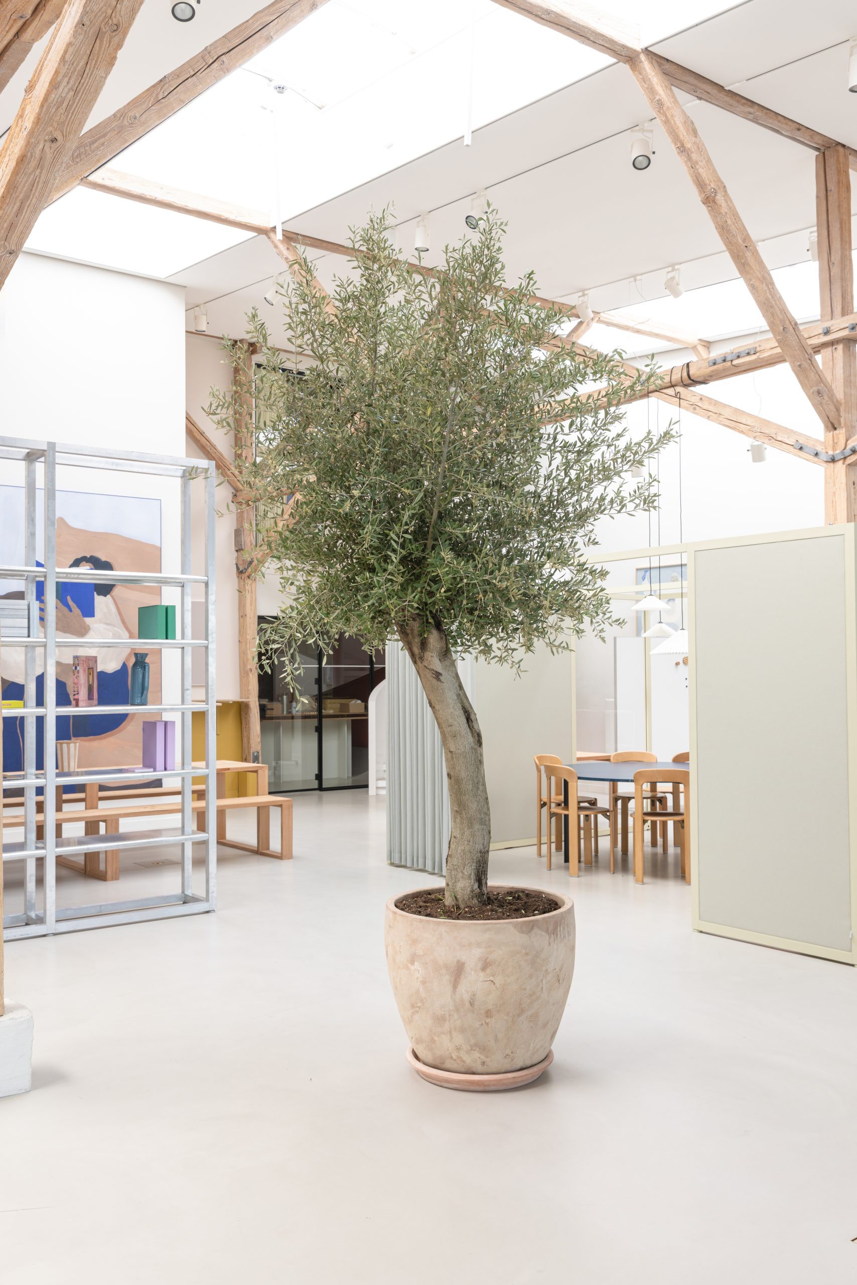 Akuart_Showroom_OliveTree